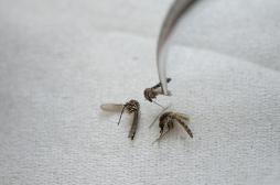 Zika : la Polynésie française est une porte d'entrée possible