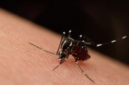 Un anticorps efficace contre Zika et la dengue