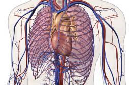 Poumon artificiel : le chirurgien s'explique