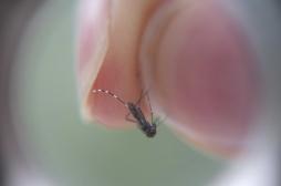 Le moustique tigre localisé en Alsace  