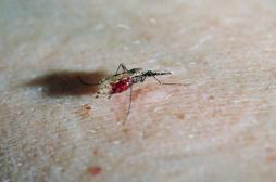 Chikungunya, dengue : 22 départements ont été concernés