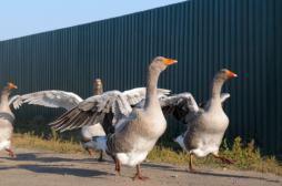 Grippe aviaire : un premier cas confirmé en Île-de-France