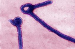 Ebola : une molécule géante pourrait contrer le virus