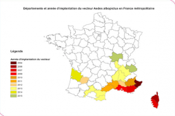 Moustique tigre : 295 cas suspects de dengue et chikungunya en métropole