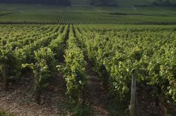 Campagne sur le vin : Une promotion déguisée de l'alcool 