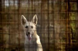 La rage tue encore 160 personnes par jour