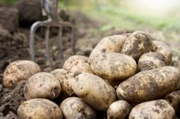 Clarebout Potatoes : la légionellose est bien en cause