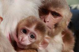 Sida : un vaccin  protecteur efficace