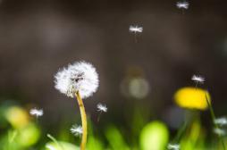Allergies :  toute la France envahie par les pollens de graminées