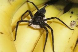 Résoudre les problèmes d’érection grâce à du venin d’araignée 