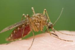 Climat : le réchauffement favorise l'expansion du moutique tigre