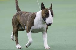 Rage : un chien infecté sème le trouble dans la Loire