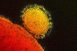 Coronavirus : 700 personnes placées en quarantaine en Corée du sud