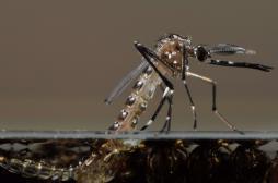 Dengue, chikungunya : des cas autochtones inquiètent les autorités