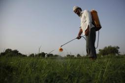 Pesticides : Greenpeace alerte sur les risques sanitaires 