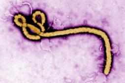 Le point faible d'Ebola identifié