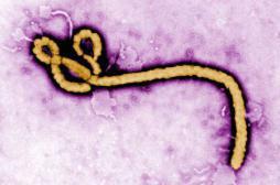 Ebola :  l’OMS sévèrement mise  en cause