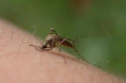 L'OMS veut éradiquer le paludisme avant 2030