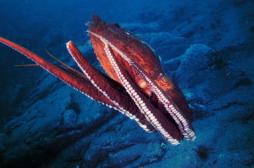 Chirurgie : un robot inspiré des tentacules du poulpe