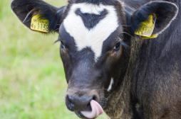 Un nouveau cas de maladie de la vache folle en Irlande 