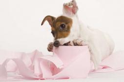 FIV : première naissance de 