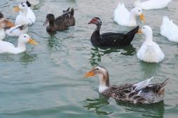 Grippe aviaire : un foyer identifié dans le Tarn-et-Garonne
