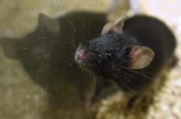 Des chercheurs prolongent l'espérance de vie en bonne santé de souris