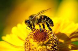Piqûres d’abeilles: le premier anti-venin testé 