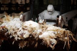 Grippe aviaire : Hong Kong abat des milliers de volailles 