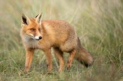 Maladie de Lyme : les renards à la rescousse