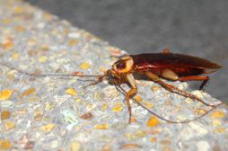 Inde : un cafard vivant retiré des sinus d'une femme