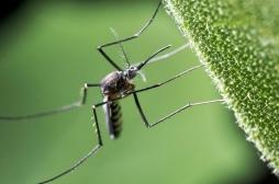 Nouvelle-Calédonie : découverte d’un nouveau moustique vecteur du paludisme