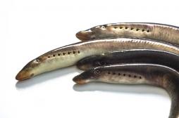 Les gènes qui permettent de réparer la moelle épinière chez un poisson existent aussi chez l’homme