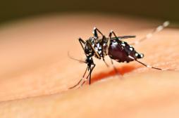 Dengue : menace écartée pour les JO 