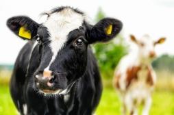 Tuberculose bovine : quels risques pour les consommateurs ?