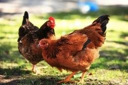 Pays-Bas : des centaines de milliers de poules abattues à cause d'un pesticide 