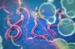 Ebola : deux anticorps prometteurs contre le virus