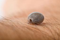 Maladie de Lyme : le Luxembourg veut sensibiliser aux morsures de tiques