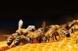 Pesticides : les trois quarts des miels sont contaminés 