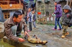 Taïwan : les chiens et les chats interdits à la consommation