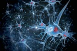 Sens de l'orientation : découverte des neurones 