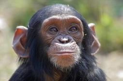 Des chimpanzés ont appris à jouer à pierre-feuille-ciseaux 