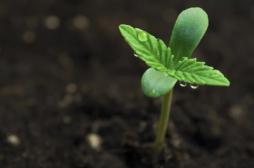 Cannabis : 4 Français sur dix favorables à la dépénalisation 