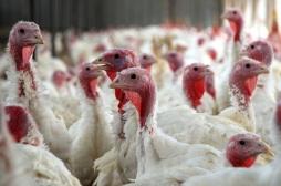Maine-et-Loire : un foyer de grippe aviaire détecté 