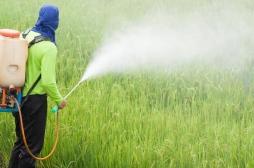 Pesticides : deux salariés de Triskalia demandent réparation 