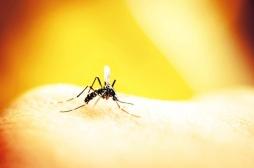 Dengue : le Sri Lanka envoie l’armée dans des zones à risque