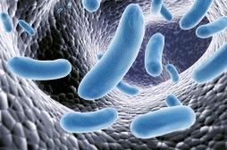 Génétique ou mode de vie : qu’est-ce qui façonne les bactéries contenues dans notre corps ?