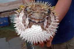 Alerte au fugu : des morceaux de poisson mortels vendus dans un supermarché japonais