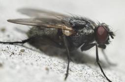 Syndrome de l’X fragile : l’importance d’une détection précoce