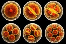 Des britanniques modifient l’ADN d’un embryon